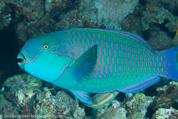 BD-131207-Marsa-Alam-0841-Chlorurus-gibbus-(Rüppell.-1829)-[Heavybeak-parrotfish].jpg